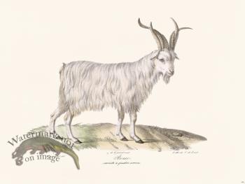 Cuvier 145 Goat